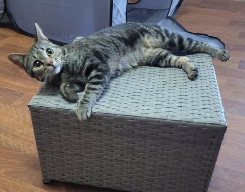 IVY - Domestic Short Hair available for adoption