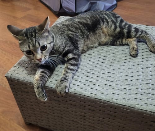 IVY - Domestic Short Hair available for adoption