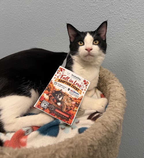 FIGARO