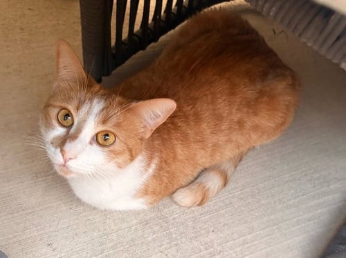 GINGERSNAP - Domestic Short Hair for adoption in Glendale