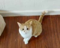 Gingersnap - Photo 3