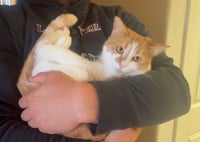 Gingersnap - Photo 2
