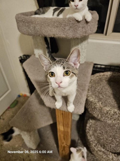 PENELOPE - Domestic Short Hair for adoption in Tempe