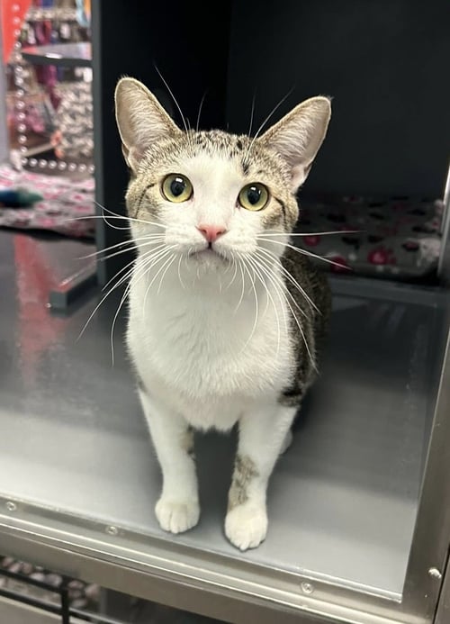 PENELOPE - Domestic Short Hair available for adoption