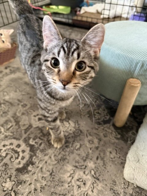 Piper Image