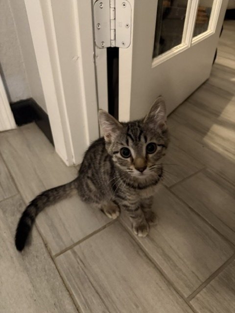 PIPER - Domestic Medium Hair available for adoption