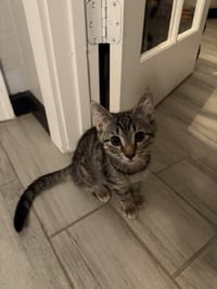 Piper - Photo 3