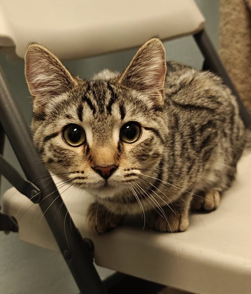 PIPER - Domestic Medium Hair available for adoption