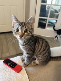 Piper - Photo 2