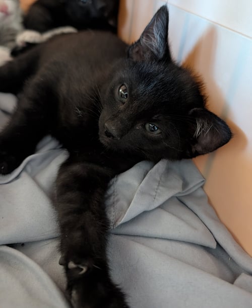 STUBBY - Domestic Short Hair available for adoption