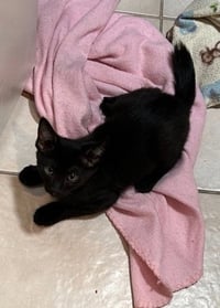 Stubby - Photo 4