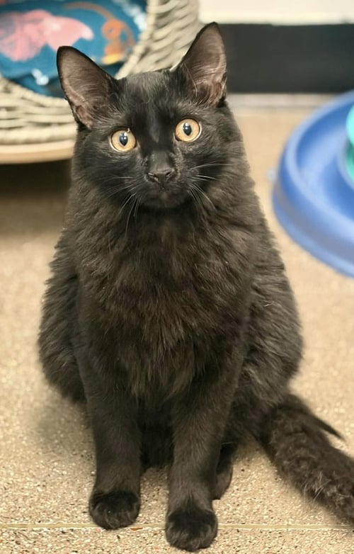 LOKI