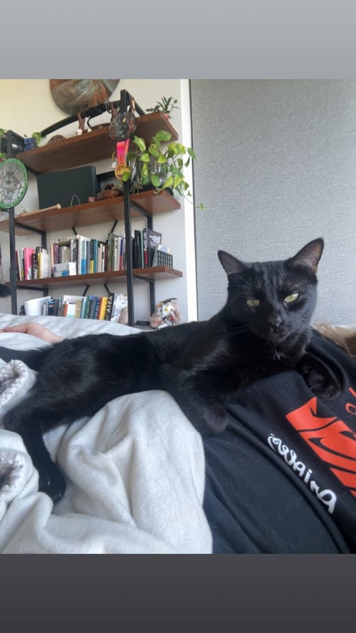 SUNNY - Domestic Short Hair available for adoption