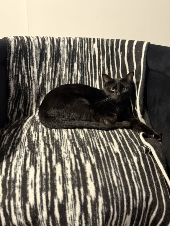 Sunny Image