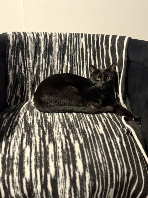 SUNNY - Domestic Short Hair available for adoption