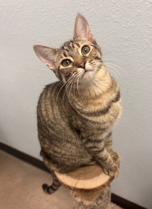 TANK - Domestic Short Hair available for adoption