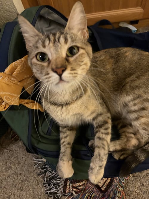 CLAIRE - Domestic Short Hair / Tabby available for adoption