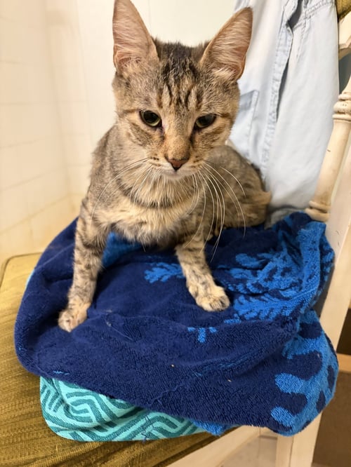 CLAIRE - Domestic Short Hair / Tabby available for adoption