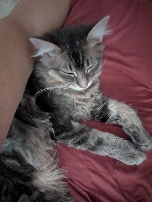 MARLOW - Norwegian Forest Cat / Domestic Long Hair available for adoption