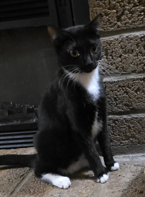 CINNAMON - Domestic Short Hair / Tuxedo for adoption in Scottsdale