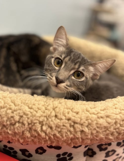 MINT - Domestic Short Hair / Tabby available for adoption