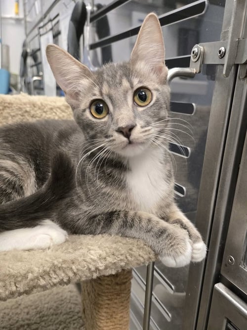 MINT - Domestic Short Hair / Tabby for adoption in Phoenix