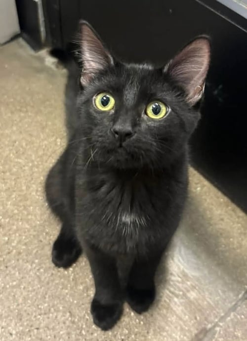IRIS - Domestic Short Hair available for adoption