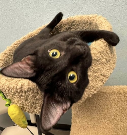 IRIS - Domestic Short Hair available for adoption