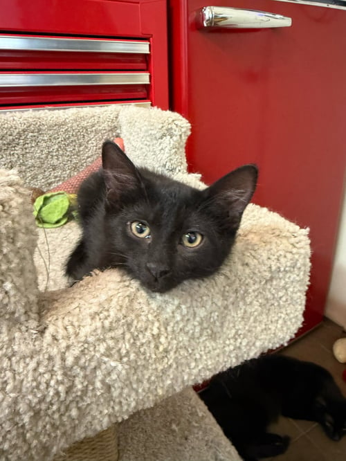 IRIS - Domestic Short Hair for adoption in Phoenix
