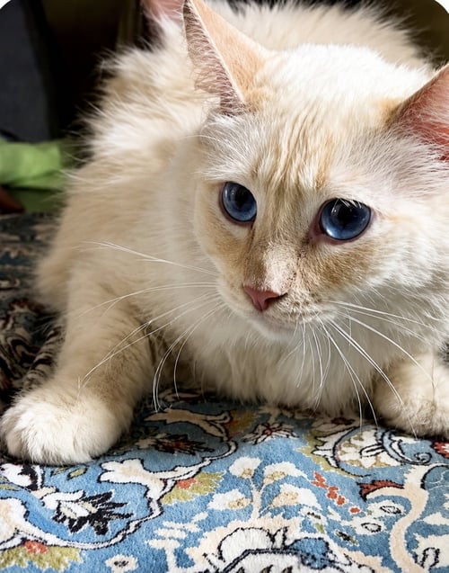 TANQUERAY - Domestic Medium Hair / Siamese available for adoption