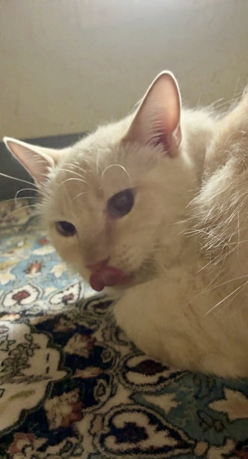 TANQUERAY - Domestic Medium Hair / Siamese available for adoption