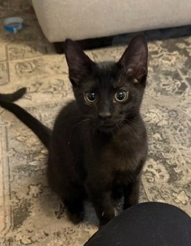 CHARLIE - Domestic Short Hair available for adoption