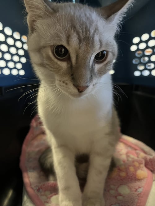 NIXON - Domestic Short Hair / Siamese available for adoption
