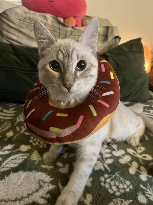 NIXON - Domestic Short Hair / Siamese available for adoption