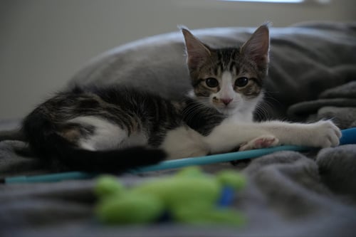 ELLIOT