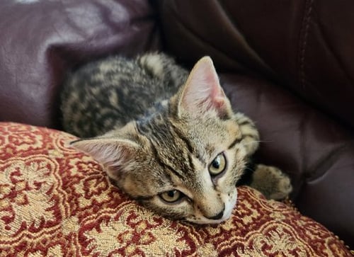 PING PONG - Domestic Short Hair / Tabby for adoption in Phoenix