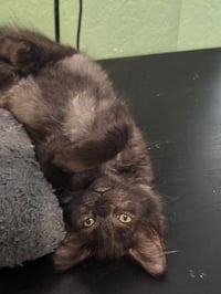 Jimmy Fluffet - Photo 2