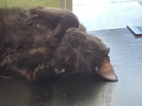 Jimmy Fluffet - Photo 3