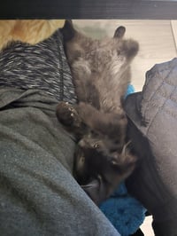 Jimmy Fluffet - Photo 4