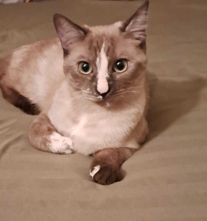 Mikki Image
