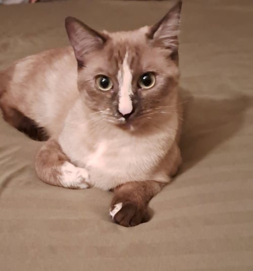 MIKKI - Siamese / Domestic Short Hair for adoption in Phoenix