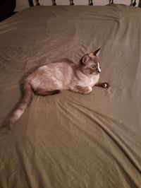Mikki - Photo 2