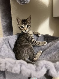 Pepper - Photo 6