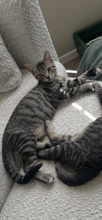 Pepper - Photo 4