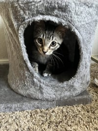 Pepper - Photo 7