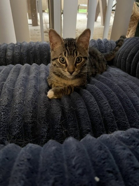 PEPPER - Domestic Short Hair / Tabby available for adoption