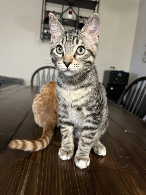 PEPPER - Domestic Short Hair / Tabby available for adoption