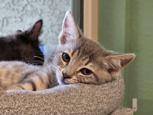 GEORGIA - Domestic Short Hair / Tabby available for adoption