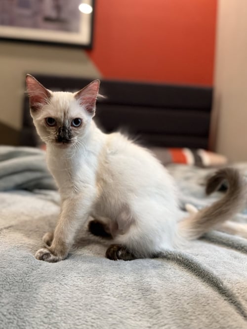CORA - Domestic Short Hair / Siamese for adoption in Peoria