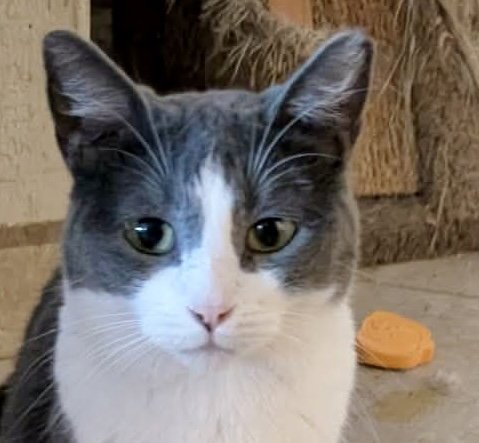 DORY - Domestic Short Hair for adoption in Phoenix